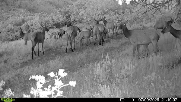 160 Acres of Recreational Land for Sale in Rifle, Colorado