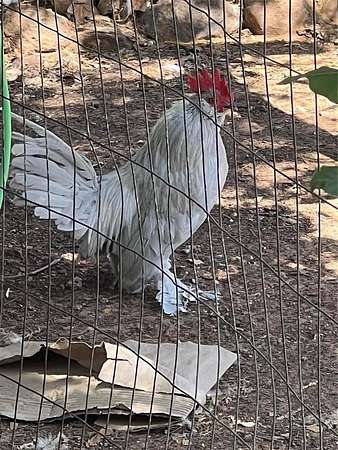 4.38 Acres of Land with Home for Sale in Flower Mound, Texas