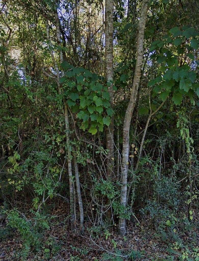 0.86 Acres of Residential Land for Sale in Carriere, Mississippi