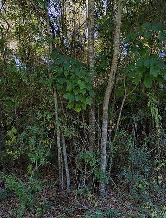 0.86 Acres of Residential Land for Sale in Carriere, Mississippi