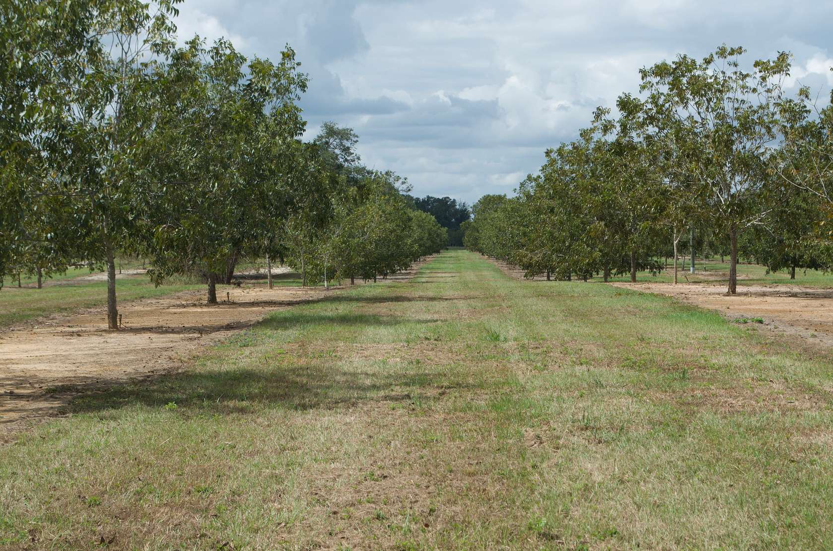 150 Acres of Recreational Land & Farm for Sale in Baconton, Georgia