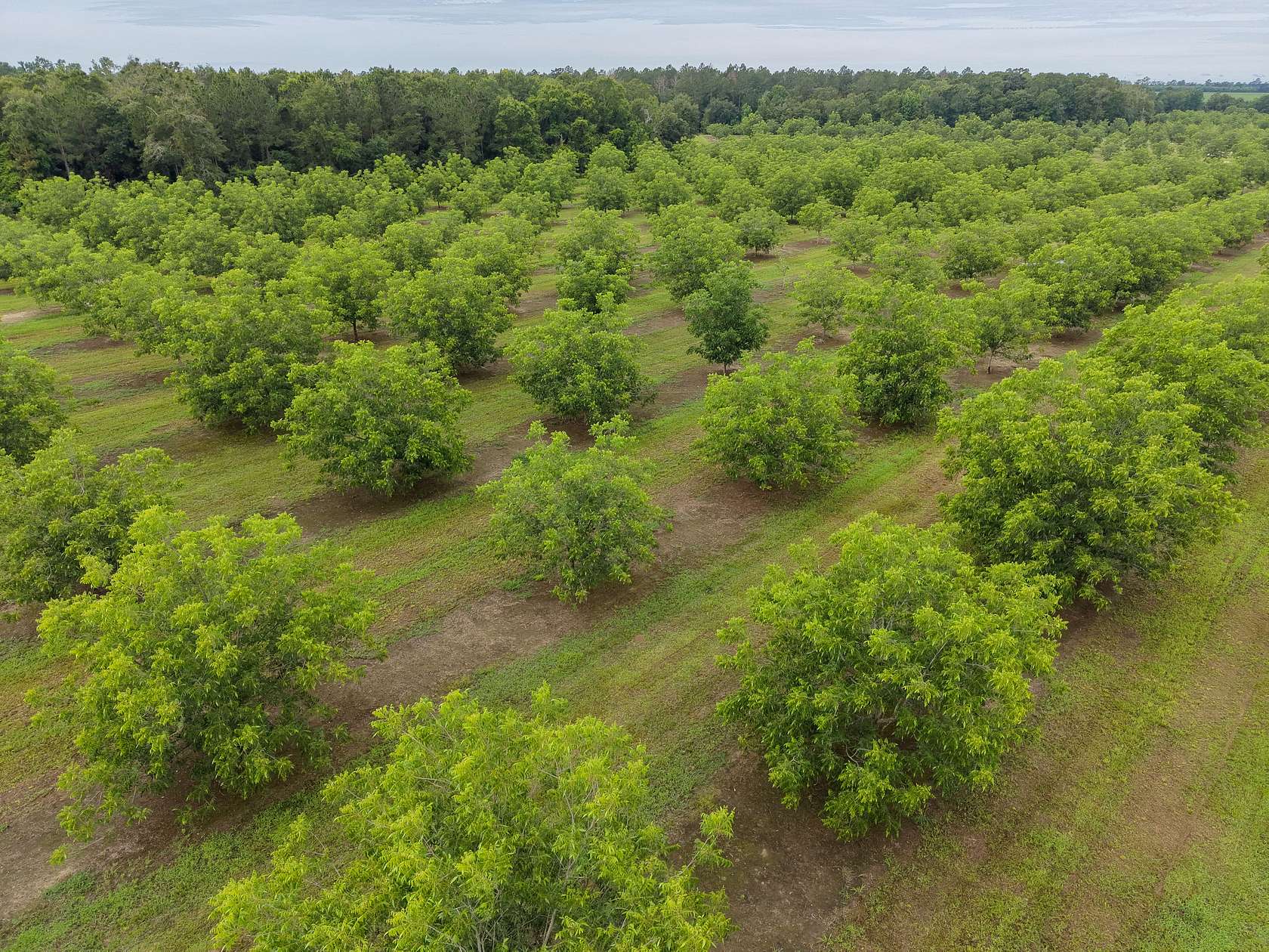 150 Acres of Land for Sale in Baconton, Georgia