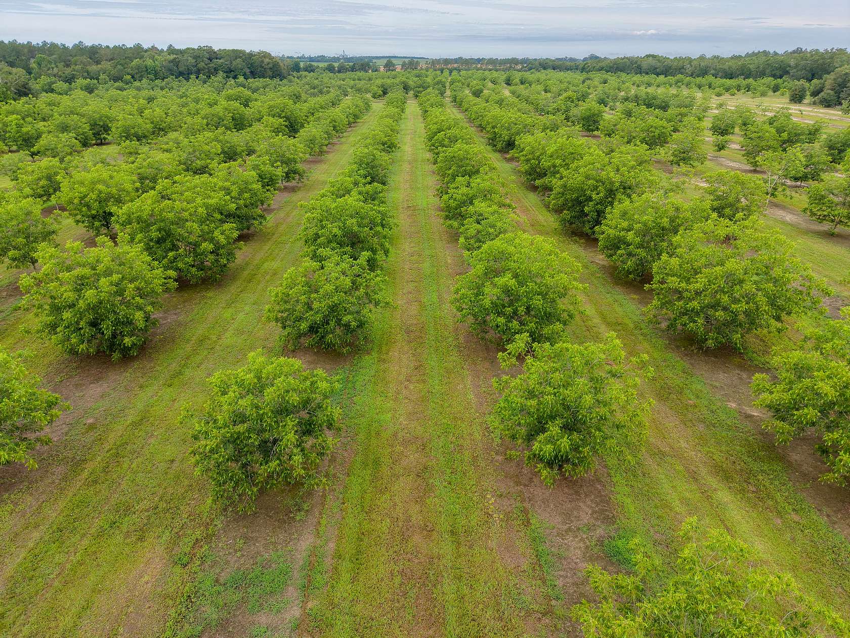 150 Acres of Land for Sale in Baconton, Georgia
