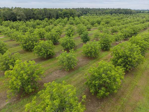 150 Acres of Land for Sale in Baconton, Georgia