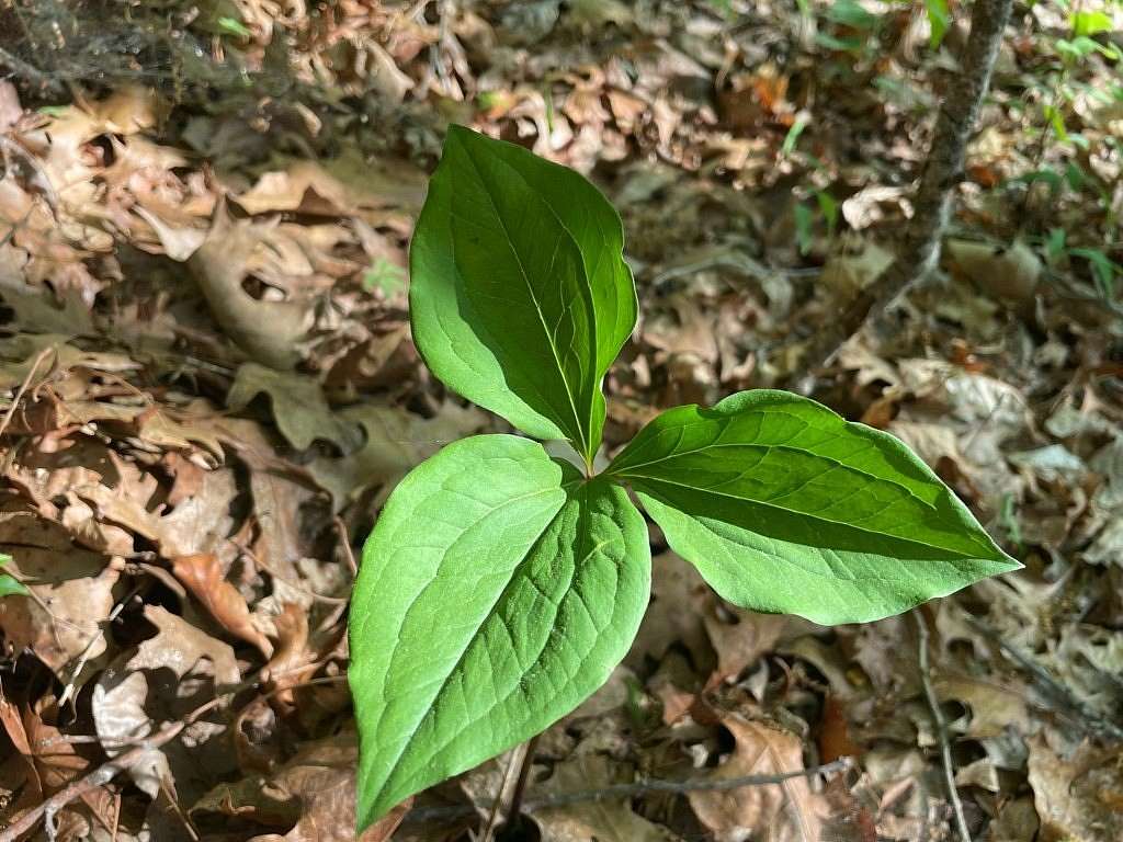 10 Acres of Land for Sale in Hayesville, North Carolina