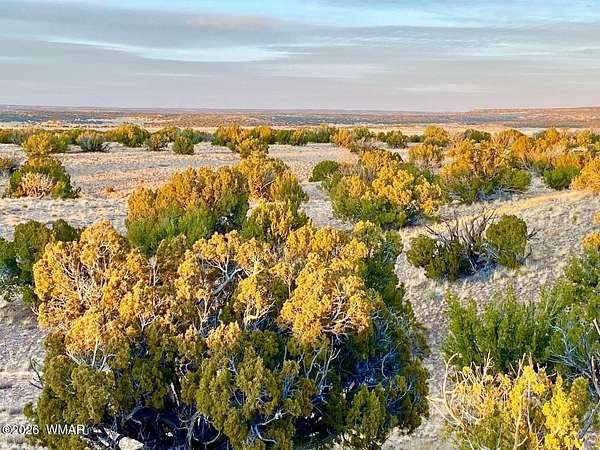 36.3 Acres of Recreational Land for Sale in St. Johns, Arizona