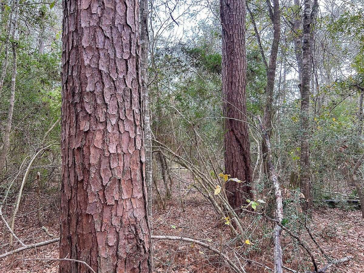 4.9 Acres of Residential Land for Sale in Warren, Texas