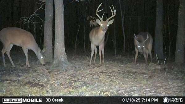 23.4 Acres of Land for Sale in Fairdealing, Missouri