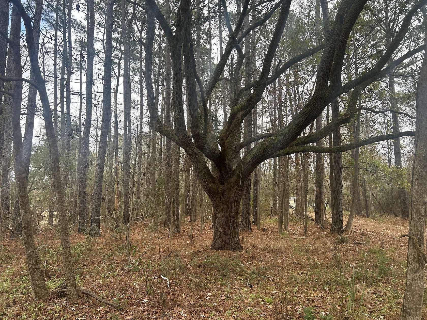 1 Acre of Residential Land for Sale in Johns Island, South Carolina