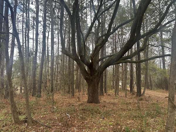 1 Acre of Residential Land for Sale in Johns Island, South Carolina