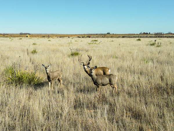 2,518 Acres of Recreational Land & Farm for Auction in Portales, New Mexico