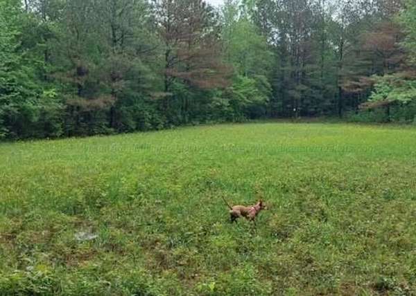 8.18 Acres of Land for Sale in Winfield, Alabama