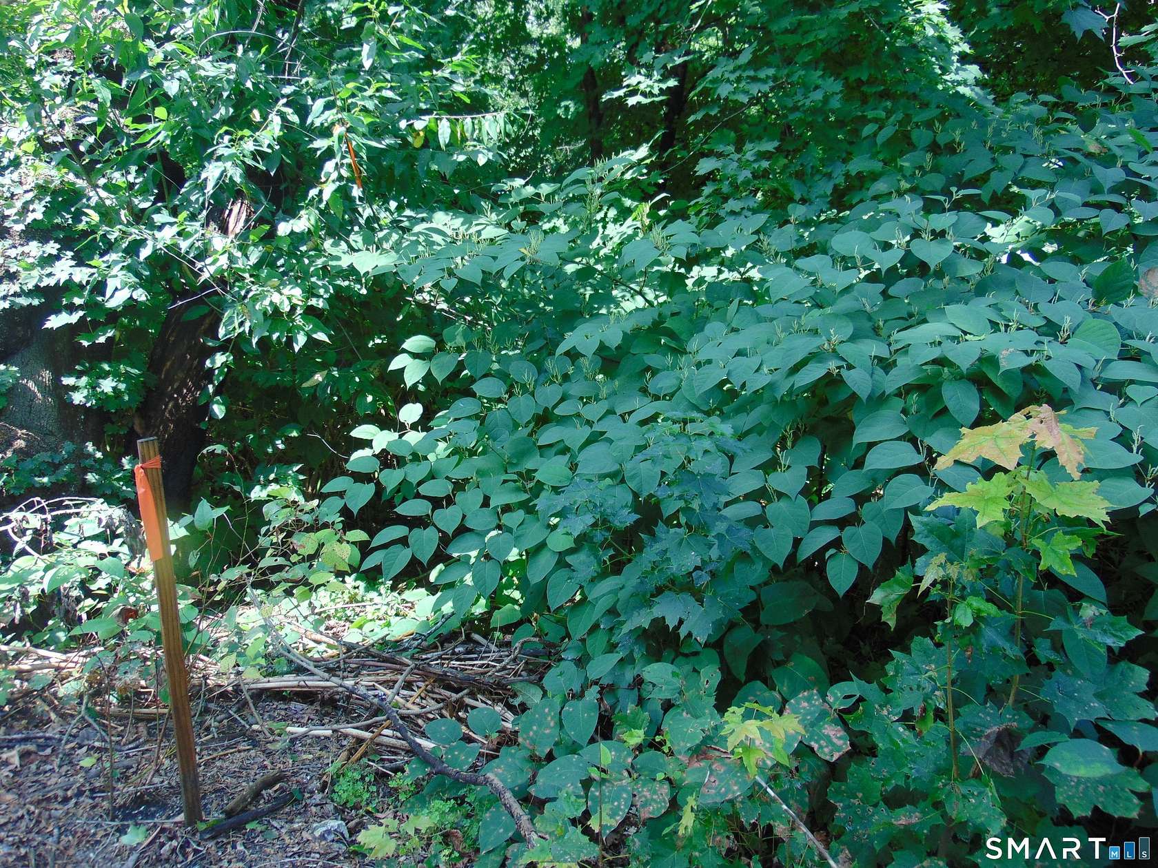 0.28 Acres of Residential Land for Sale in Waterbury, Connecticut