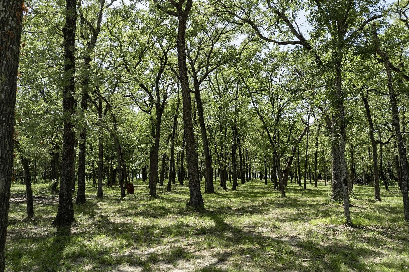 1 Acre of Residential Land for Sale in Quinlan, Texas
