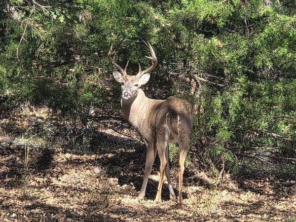 2.88 Acres of Residential Land for Sale in Weatherford, Texas