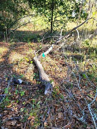 0.6 Acres of Residential Land for Sale in Tallahassee, Florida