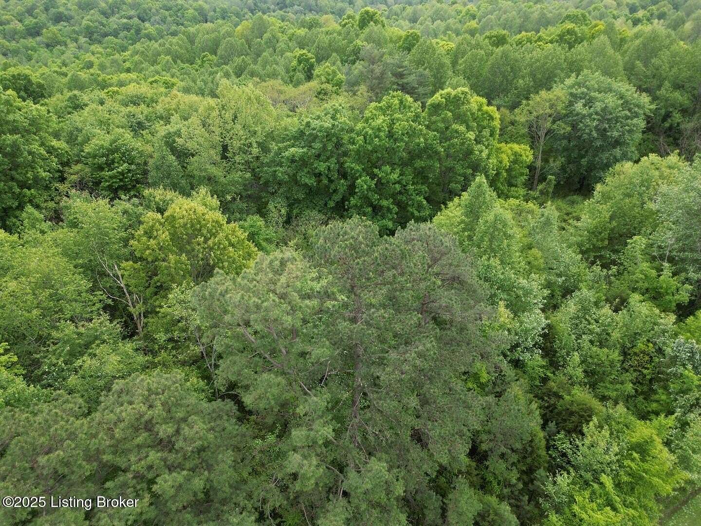 30.5 Acres of Land for Sale in Caneyville, Kentucky