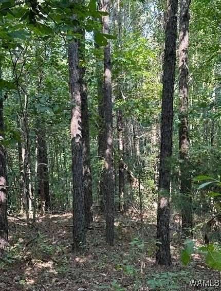 80 Acres of Recreational Land for Sale in Millport, Alabama