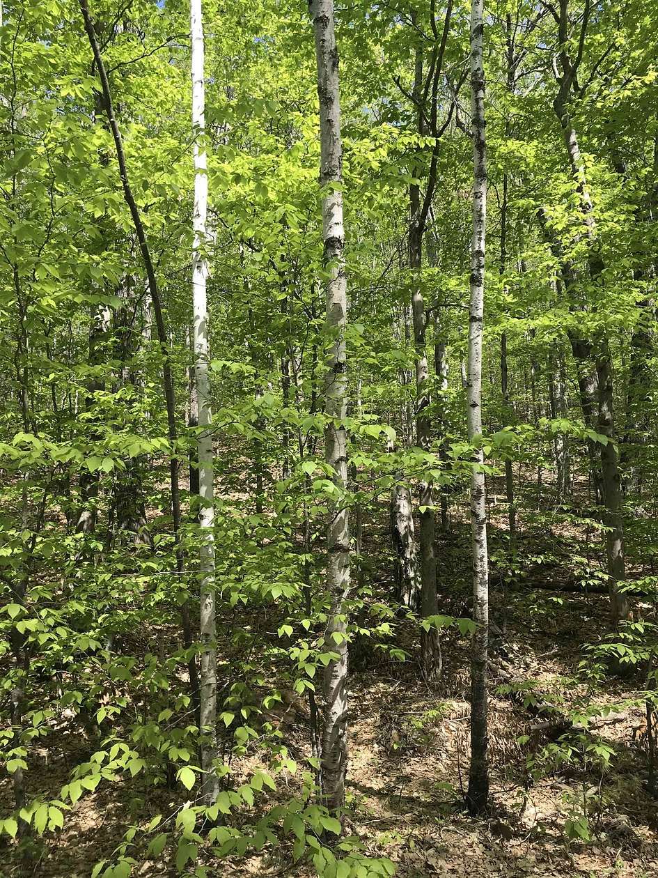 1 Acre of Residential Land for Sale in Campton Town, New Hampshire