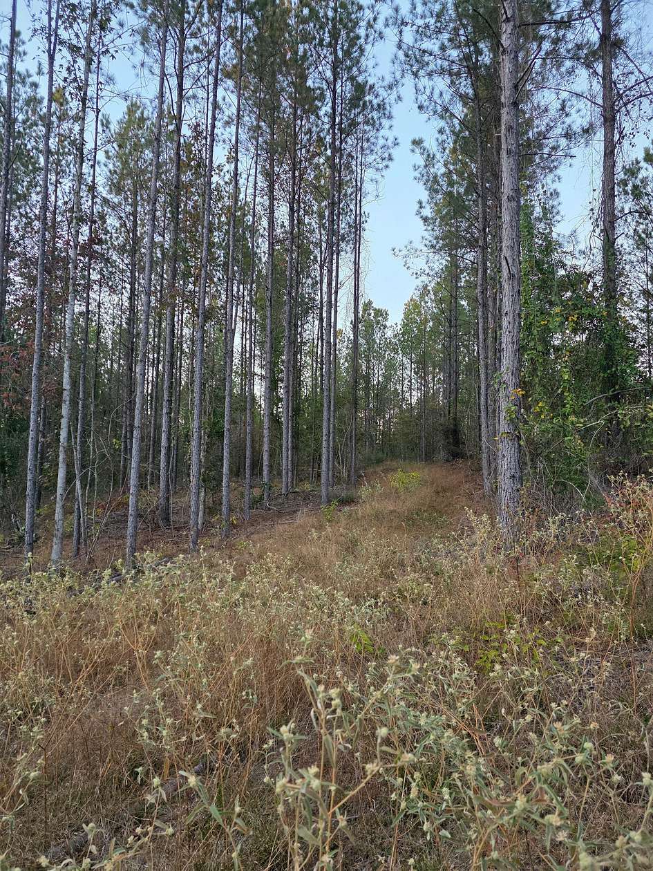80 Acres of Recreational Land for Sale in Mize, Mississippi