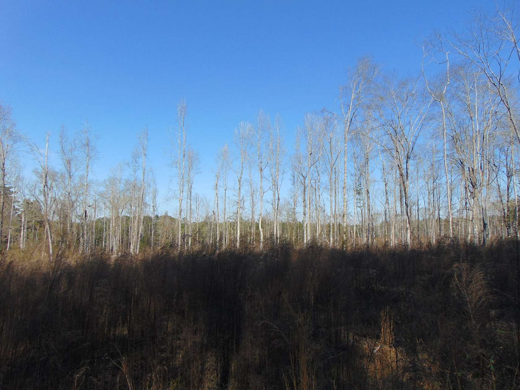 3.8 Acres of Land for Sale in Bogue Chitto, Mississippi