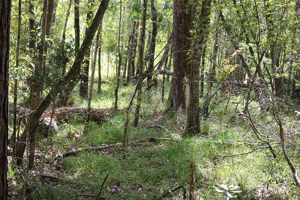 173 Acres of Recreational Land for Sale in Fairmount, Texas
