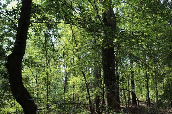 24 Acres of Recreational Land for Sale in Broaddus, Texas