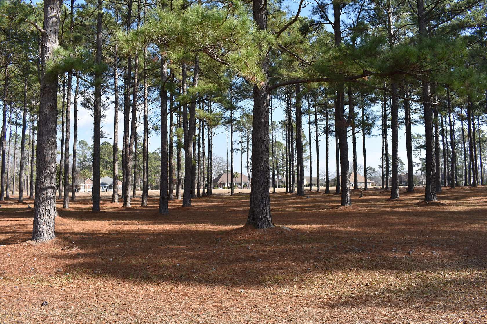0.99 Acres of Land for Sale in Manning, South Carolina