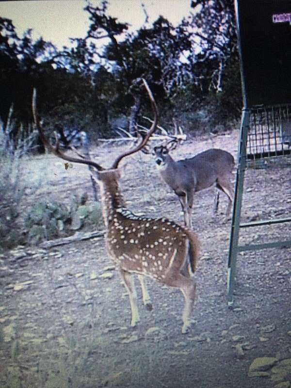 30.8 Acres of Recreational Land for Sale in Rocksprings, Texas