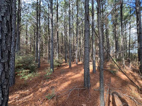 80 Acres of Recreational Land for Sale in Florien, Louisiana