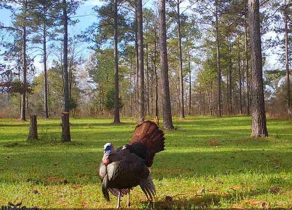 77 Acres of Recreational Land for Sale in Shiloh, Georgia