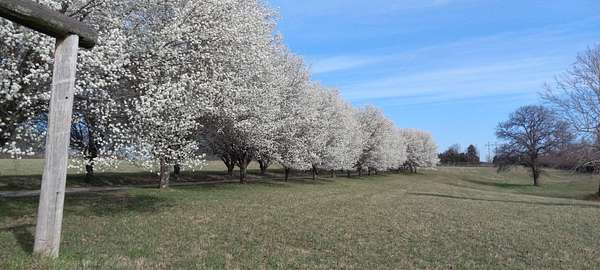 17 Acres of Land for Sale in Nixa, Missouri