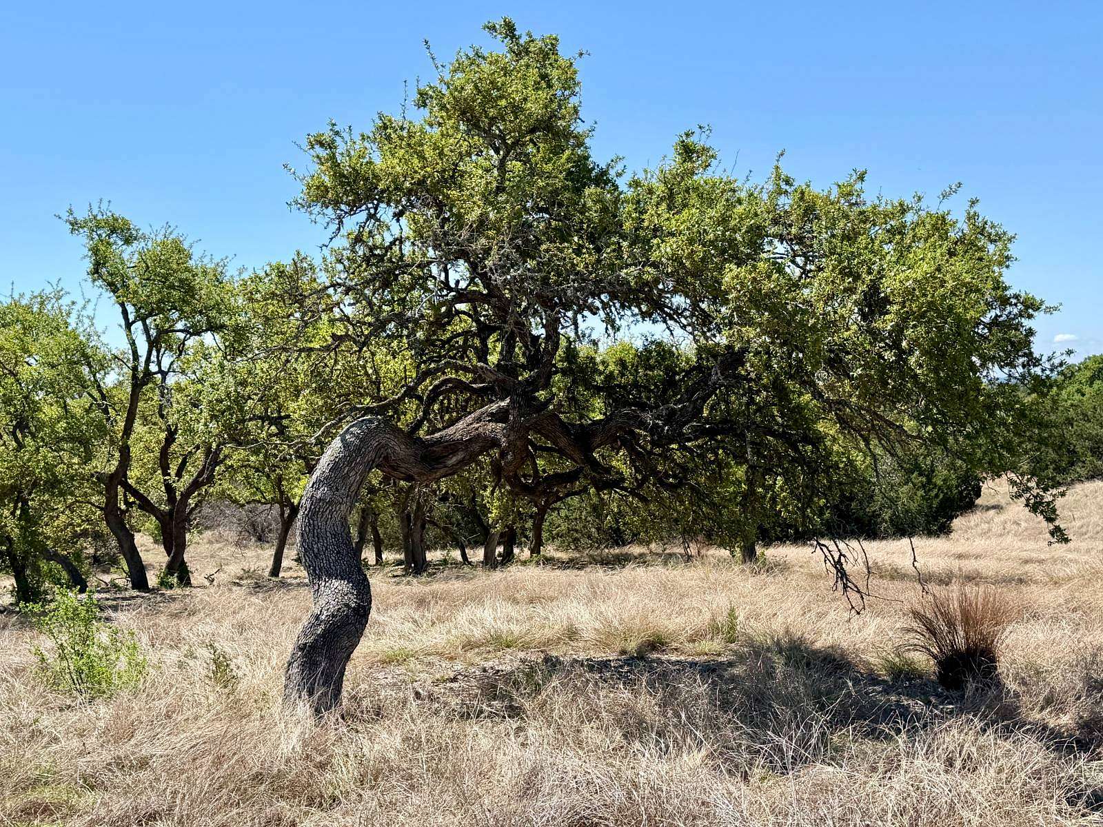 5 Acres of Residential Land for Sale in Kerrville, Texas
