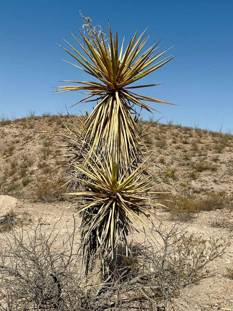 475 Acres of Recreational Land & Farm for Sale in Sierra Blanca, Texas