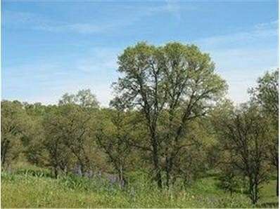 1.72 Acres of Residential Land for Sale in Copperopolis, California