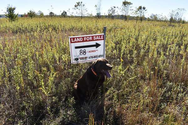 88 Acres of Recreational Land for Sale in Texarkana, Texas