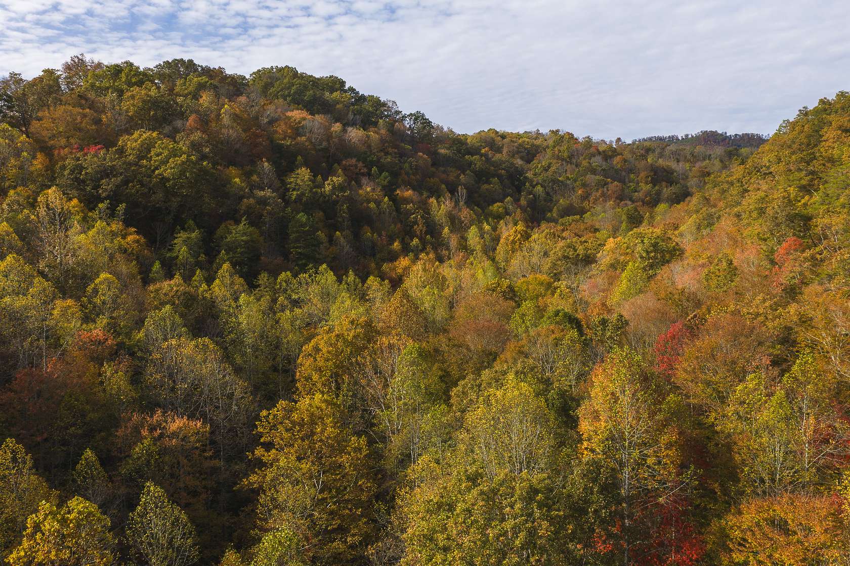 89 Acres of Recreational Land & Farm for Sale in Blackwater, Virginia