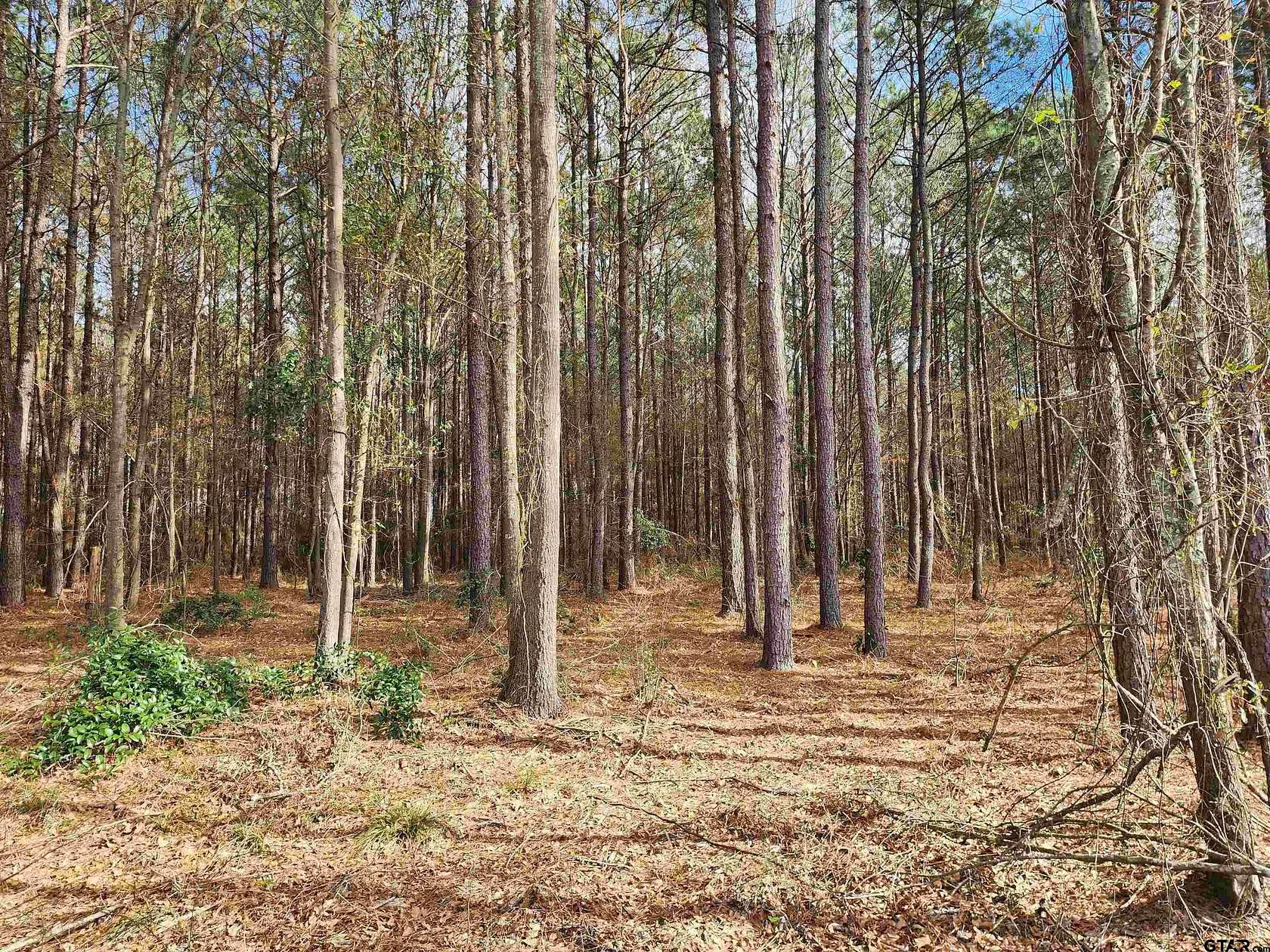 2 Acres of Residential Land for Sale in Pittsburg, Texas