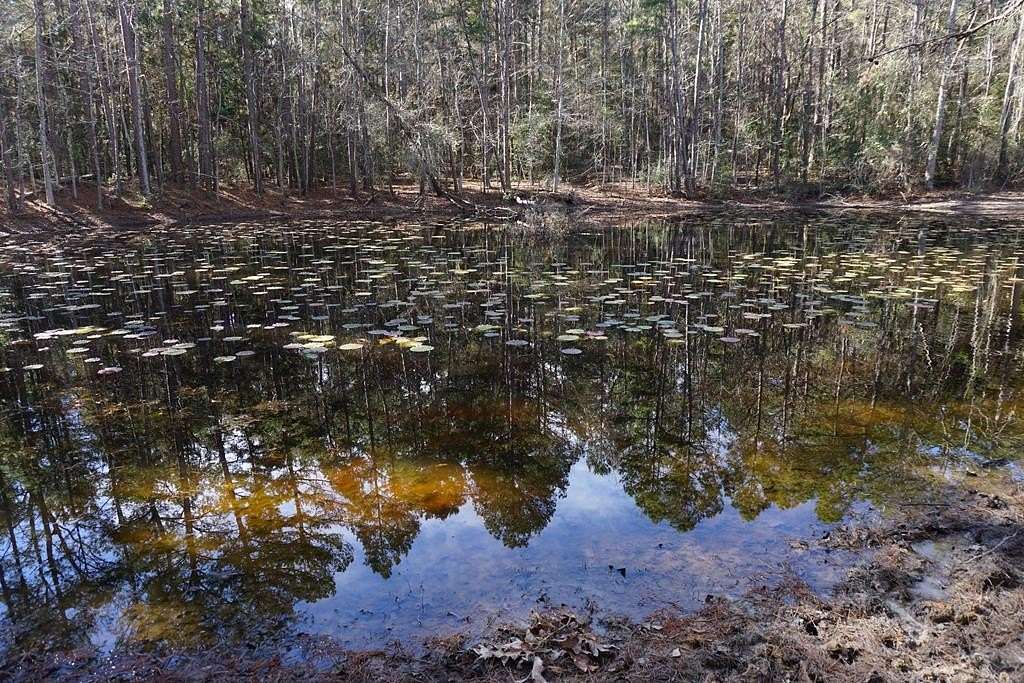 122 Acres of Recreational Land for Sale in Palestine, Texas