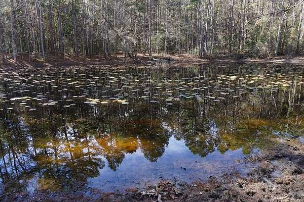 122 Acres of Recreational Land for Sale in Palestine, Texas