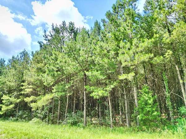 8.48 Acres of Residential Land for Sale in Brundidge, Alabama