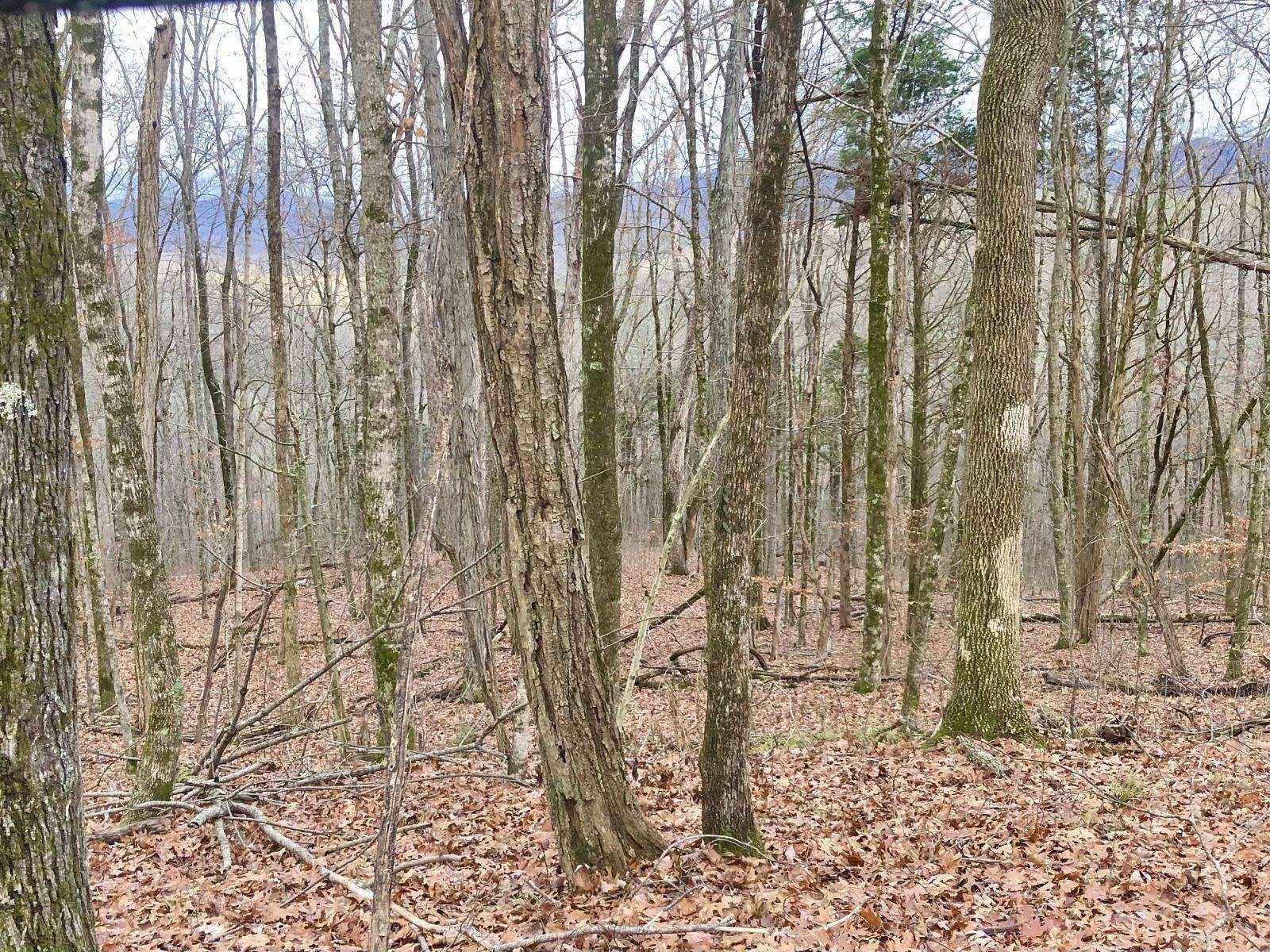 77.3 Acres of Land for Sale in Monterey, Tennessee