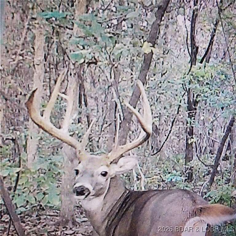 33.2 Acres of Land for Sale in Roach, Missouri