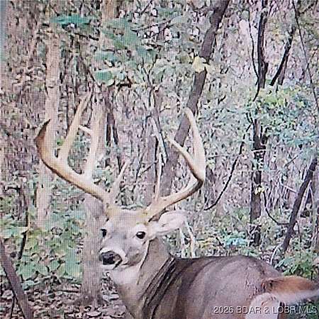 33.2 Acres of Land for Sale in Roach, Missouri