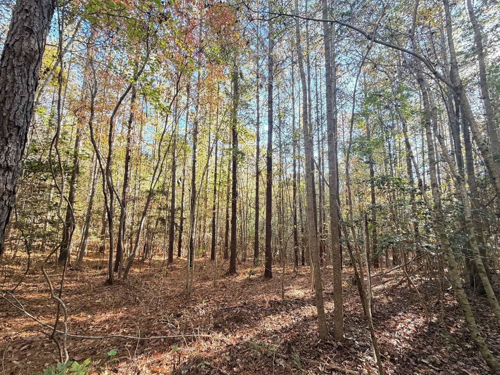 44.5 Acres of Recreational Land for Sale in Troy, Alabama