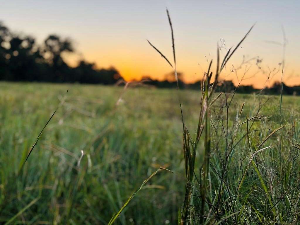 54 Acres of Land for Sale in Van Vleck, Texas