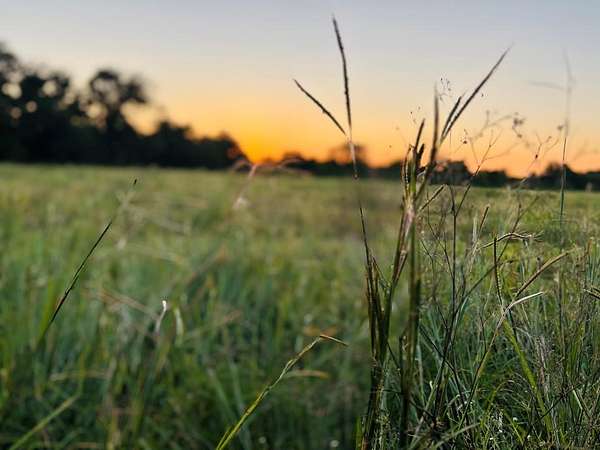 54 Acres of Land for Sale in Van Vleck, Texas