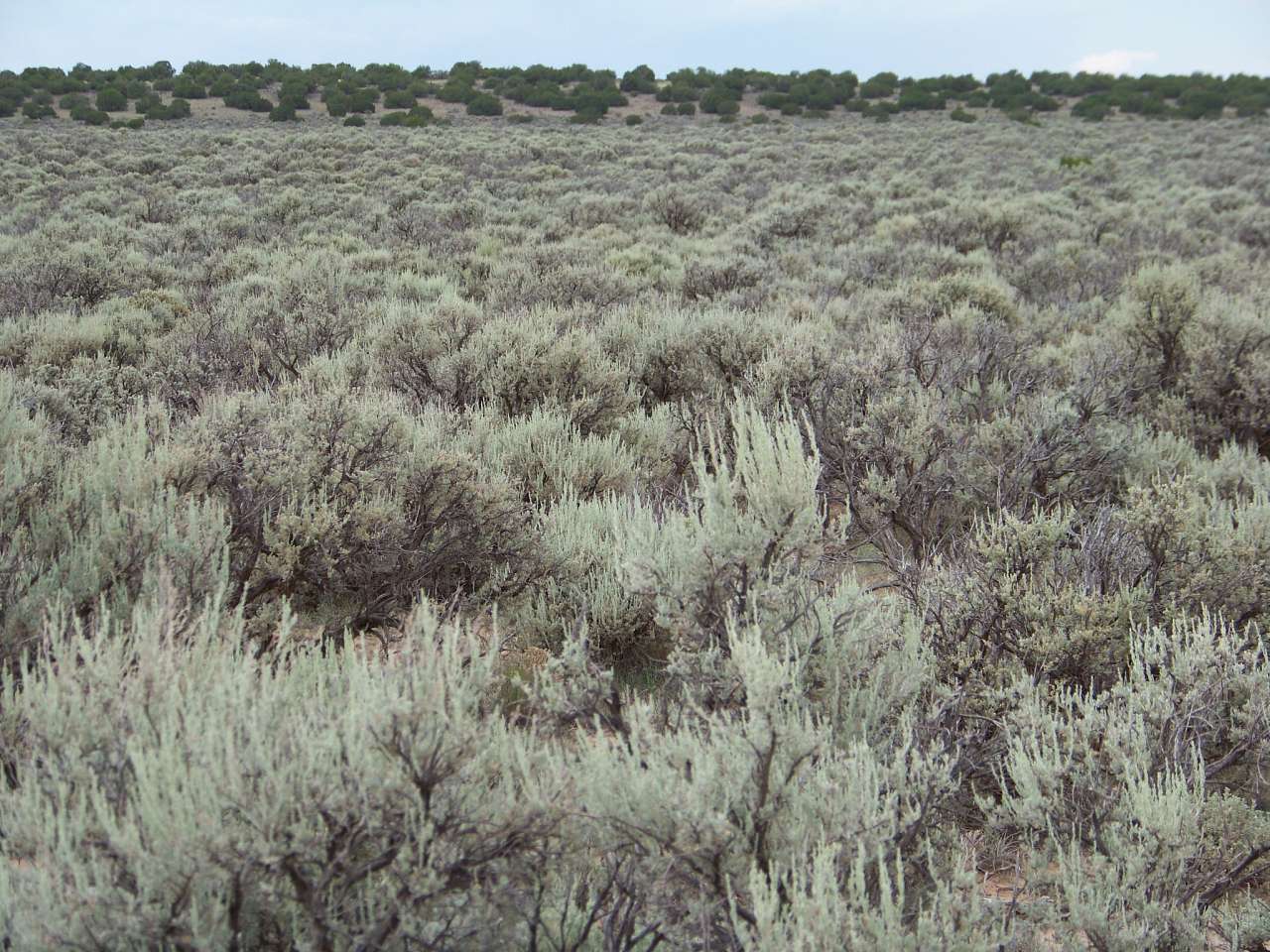 13.8 Acres of Land for Sale in Ojo Caliente, New Mexico