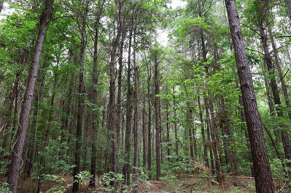 30 Acres of Recreational Land for Sale in Olla, Louisiana