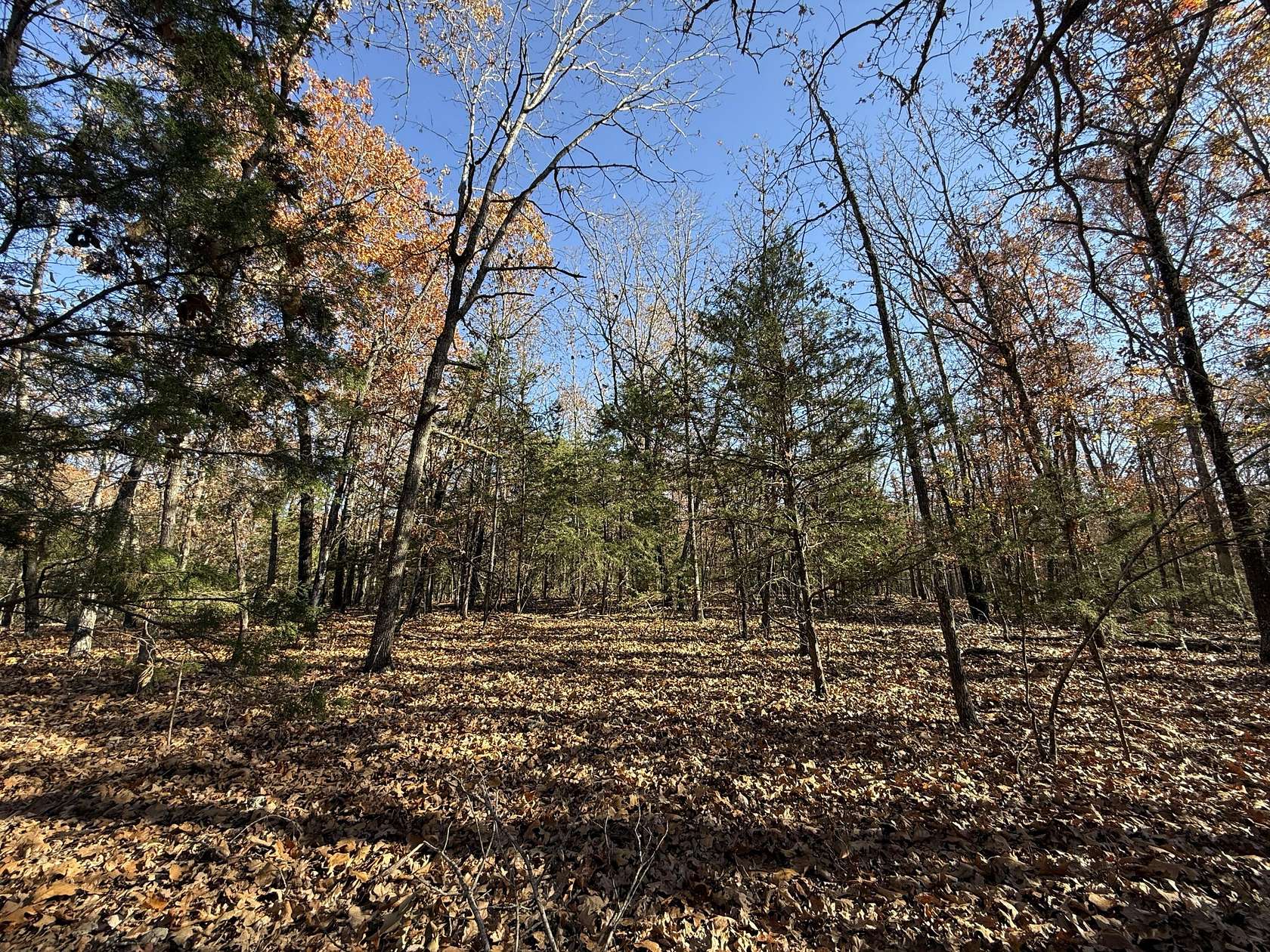 40 Acres of Recreational Land for Sale in Theodosia, Missouri